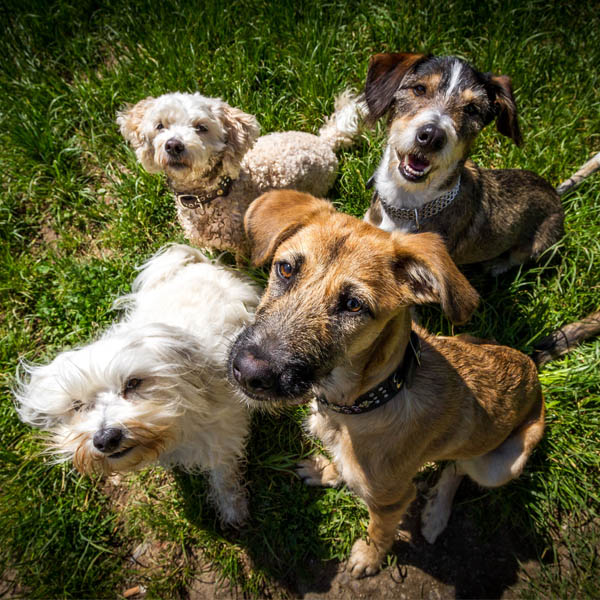 Grupo de obediencia y habilidades caninas